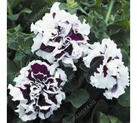 200 pezzi Bonsai Blume Petunia Petali Mischfarbe Doppio Petunia Hybrid-Samen con confezione professionale Una decorazione per la casa da giardino verde