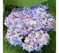 200 pezzi di ortensie semi resistenti - semi interni esotici, resistenti di prato selvaggio perenne