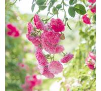200 pezzi rose scalapante semi resistenti resistenti all'esterno, rose, giardino balcone semi esotici