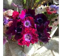 200 pezzi semi anemone di autunno - di primavera anemone Il giardino sono resistenti semi selvatici perenni resistenti