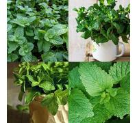 200 pezzi semi balsamo di limone - balcone resistenti giardino giardino balcone ortacoli inverno semi biologici