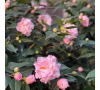 200 pezzi semi di camelia - Las son resistenti tetto verde