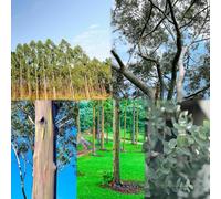 200 pezzi semi di eucalipto - piccolo per le donne, Las de giardino sono resistenti semi interni decorativi balcone giardino