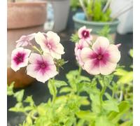 200 pezzi semi di flox che coprono il suolo - prato giardino di semi prato erbacee