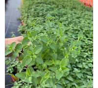 200 pezzi semi di menta perenne resistente - da balcone tetto verde menta, semi di ortaggi interni