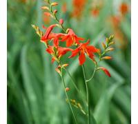 200 pezzi semi di montbretia - di primavera bonsái interno bonsái, semi prato perenne, del balcone prato