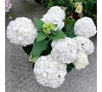 200 pezzi semi di ortensia - in resistenti, resistenti per giardino, semi di perenni, tetti verdi da giardino