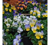 200 pezzi semi di pensiero perenne - semi di giardino interni giardino rocce resistenti, per uomini, balcone resistenti