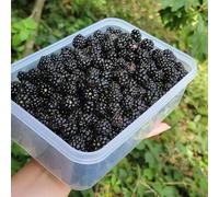 200 pezzi semi maras piccolo per donne, colonnario resistente, letto elevato per balcone resistente al giardino, semi biologici