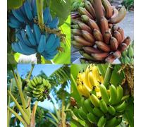 200 pezzi semi resistenti della banana - perenne resistenti banana resistente, acquistare Semi per la decorazione