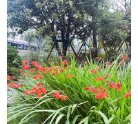 200 pezzi Semi resistenti di Montbretien Semi da giardino resistenti e che coprono il terreno per l'esterno, del balcone