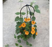 200 pezzi semi resistenti di susanne occhi neri - resistenti per giardino
