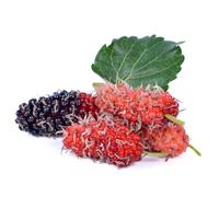 200 pezzi semi sospesi di morera - balcone con letto sollevato resistenti al giardino, di casa in resistenti