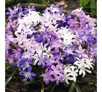 200 pz semi di neve splendente, giardino recisi, in estremamente resistenti ombra per balconi