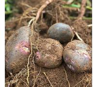 200 pz Semi di patate da piantare Piante resistenti per il giardino, semi e piante di ortaggi Semi di patate biologiche semi di erbe da giardino, piante d'appartamento esotiche giardino