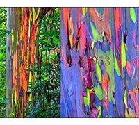 200 rainbow tree seeds Eucalyptus deglupta RAINBOW EUCALYPTUS TREE SEEDS for home garden planting