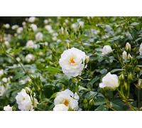 200 Rosa Bianca, Cucina e Ingresso, Tocco Luminoso e Aspetto Puro per Ogni Momento