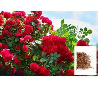 200+ rose rosse rare da piantare in casa, in giardino, varietà antiche, senza OGM