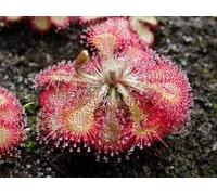 200 Rosenblumensamen Schwarz Seeds ONLY