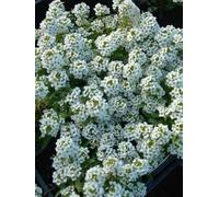 200 Seeds - Alyssum Cappello di Pasqua Bianche Seeds ONLY