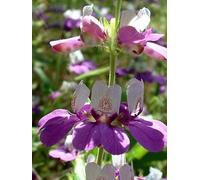 200 Seeds - Chinese House Seeds ONLY