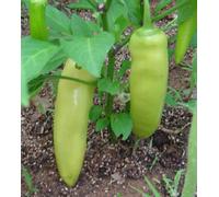 200 Seeds Hot Wax Hungarian Chile Pepper 85 Days : Package Contains seeds