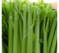 200 Seeds of 3539 Giant Tendercrisp : Package Contains seeds