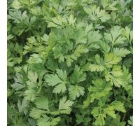 200 Seeds of 3621 Giant of Italy:packing seeds only