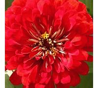 200 Seeds of Queen Cherry Zinnia Wildflower:Seeds : Package Contains seeds