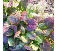 200 Seeds of TRN435 India Red: Package Contains Seeds