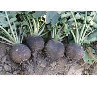 200 Seme Semence - RADIS NERO - Rotondo interno bianco - gigante - Verdura resistente - 208