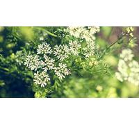 200 semi di anice verde - pianta aromatica vegetale - semi di contadini riproducibili - semina