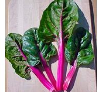 200 Semi di Bietola Magenta Sunset Semi Giardino Seeds ONLY