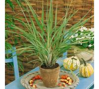 200 semi di citronella, adatti per la semina, 200 semi di crisantemo, adatti per la semina (rosa alcea), semi di fiori perenni, semi tradizionali non OGM, crisantemi color rosso scuro, rosso, rosa, gi