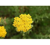 200 Semi di erba Julia, artemisia, agerato (Achillea Ageratum)
