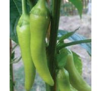 200 semi di pepe peperoni di banana DOLCI Seeds ONLY