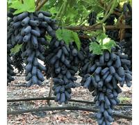 200 semi di uva nera da dito per piantare, semi di frutta d'uva commestibile non OGM, piante di fiori all'aperto del patrimonio culturale per il giardinaggio naturale