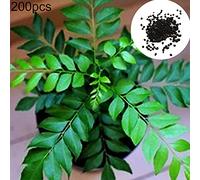 200 semi per semi di curry per donne, uomini, bambini, principianti, giardinieri:Seeds