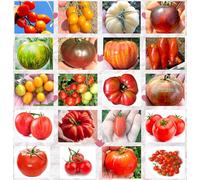 200 SEMI POMODORO In 20 Varietà BUONE e NUTRITIVE + GUIDA: PRINCIPE BORGHESE ROSSO e GIALLO, WHITE BEAUTY, NERO CRIMEA, RAINBOW, GREEN ZEBRA, INDIGO ROSE, GALAPAGOS, GIGANTE, DATTERINO, MONEYMAKER etc