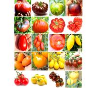 200 SEMI POMODORO in 20 Varietà RARE E RICCHE Di SOSTANTE NUTRITIVE +