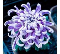 200 x Mum Semi Semi Rari da Interno s per la casa e Il Giardino Colore Misto Seeds ONLY