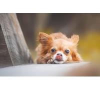 2000(100x70cm) pezzi di puzzle, adulti, adolescenti, giochi di puzzle per bambini, giocattoli, cuccioli, puzzle di animali