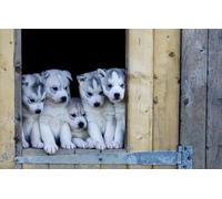 2000(100x70cm) pezzi di puzzle per adulti e bambini, puzzle di animali Husky per cuccioli