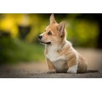 2000(100x70cm) pezzi di puzzle per adulti, puzzle di animali Cuccioli Welsh Corgi