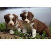 2000(100x70cm) pezzi di puzzle, puzzle cuccioli di cane di frontiera, giochi di puzzle per adolescenti e bambini giocattoli regali