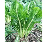 2000 Chicory Seeds Catalonia Cichorium Intybus Chicorée de Catalogne seeds