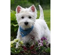 2000 pezzi (100 x 70 cm) Scottish Terrier Puzzle, British Scottish West Highlands White Terrier, adatto per adulti e adolescenti, giocattoli puzzle per cuccioli, giochi familiari, decorazione da