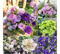 2000 semi di campanula di diversi colori, adatti per la semina in inverno,