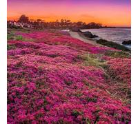 2000 Thymian-Samen Rot mehrjährig Teppichbild- Pflanze Gartenbau mehrfach blühend Dekorationspflanze für Gärten und Gärten