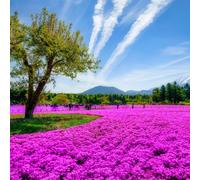 20000+ di Timo Rosso, Perenne Timo serpillo, Resistente All'inverno e Facile da Pulire, Ideale per Architettura del Paesaggio Decorative